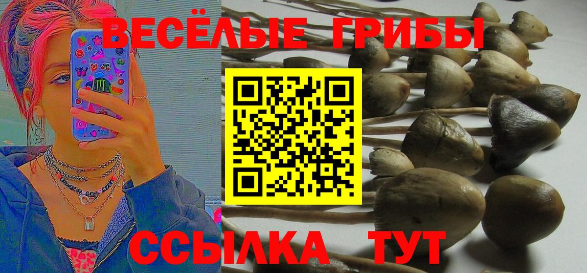 Галлюциногенные грибы Psilocybine cubensis  Вход с VPN  Псилоцибиновые грибы Cubensis  Сердобск 